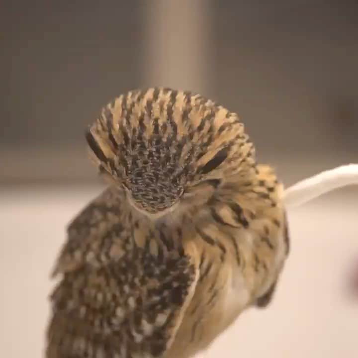 GEN3 Owlのインスタグラム：「猫じゃらしはフクロウにも使える Owls can play cat toys. #owl #owlgaru」