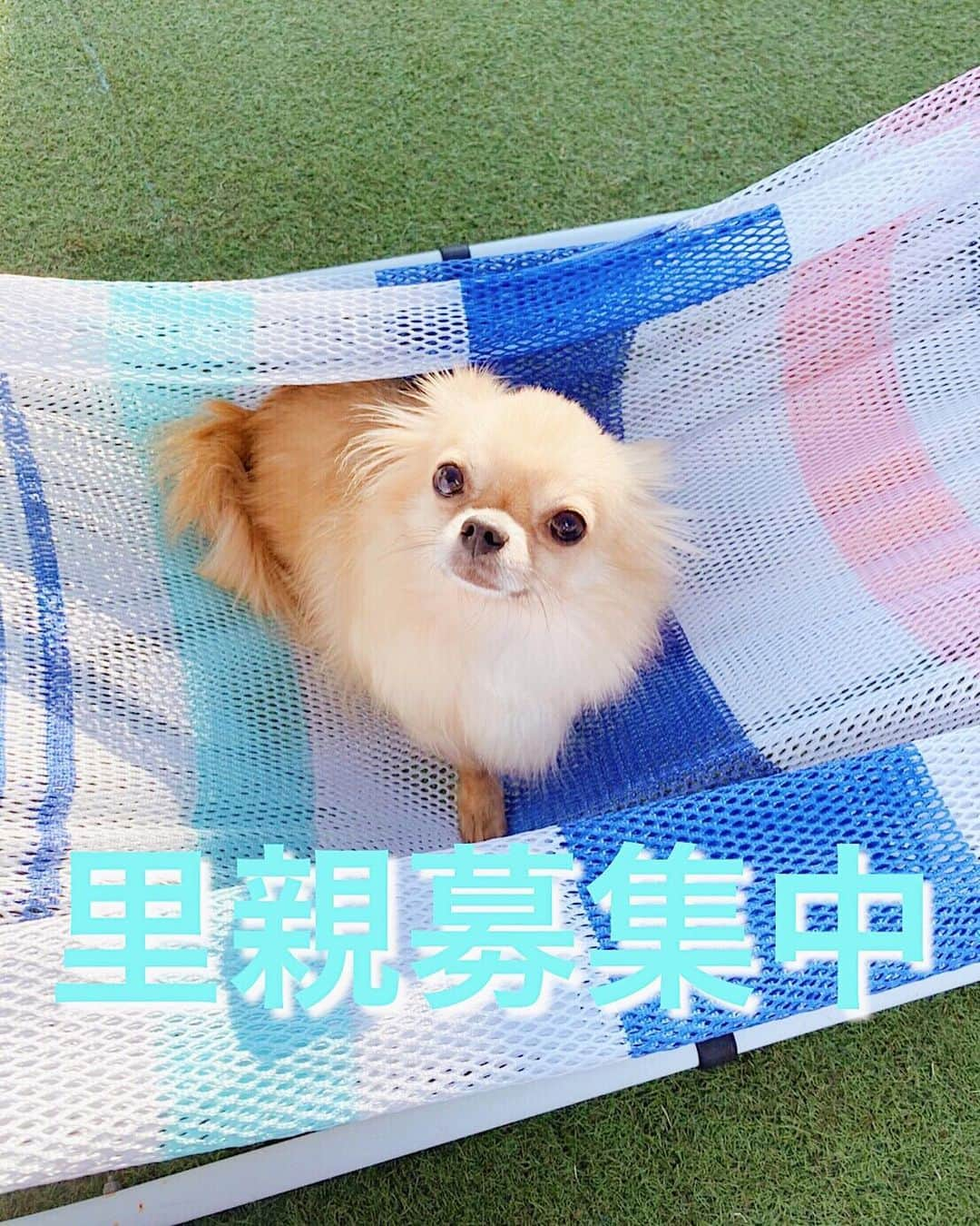 伊東大輝さんのインスタグラム写真 - (伊東大輝Instagram)「『１匹の犬を救っても世界は変わらないが、 その１匹の世界は永遠に変わるだろう。』 ......................................................................................みなさん知っていますか？ 日本では年間約4万頭（2019年度）もの犬猫が殺処分されています。 それ以外にも、この頭数に含まれない、一人で静かに亡くなっている命や、崩壊現場等、日本ではニュースになっていないだけで多くの犬猫が毎日のように犠牲になっています。 もっとたくさんの方々に保護犬の存在を知ってもらいたい。 もっとたくさんの保護犬を助けたい。という想いから、サーフィンのオリンピック会場となる千葉県一宮に、 @petsalon_pinkbeach を立ち上げ、半年以上が経ちました。🙏🏽 お陰様でトリミング、ドッグラン、ペットホテルでのお客様も少しずつですが増えてきました😊🙏 また、多くの飼い主様に保護犬を託すことが出来ました。👼 これからも微力ではありますが、一頭一頭の命に目を向け、保護犬活動をもっと積極的にやっていくので、応援、拡散、多くのご支援をよろしくお願いします！！🙇‍♀️🙏🏽 ２つセットなのでフォロー、リポストお願いします！🔥 ↓↓↓↓↓↓↓↓↓↓↓↓↓↓↓↓↓ 【✂️ @petsalon_pinkbeach 】 【🐶 @dogrescue_anella 】 保護犬の情報も随時更新していくので是非見てください🙏🏽 また、現在、トリミングサロン、ペットホテル併設の保護犬施設2店舗目も準備中です！ トリマーさん、保護犬のお世話ボランティアさん共に大募集してますのでガンガンDM💌ください🙏🏽 #保護犬 #里親募集 #dogrescueanella #petsalonpinkbeach #ドッグレスキューアネラ #ペットサロンピンクビーチ #保護犬を家族に #保護猫 #保護猫と暮らす #保護犬カフェ #里親募集猫 #里親探し」2月9日 22時32分 - daikiitoh