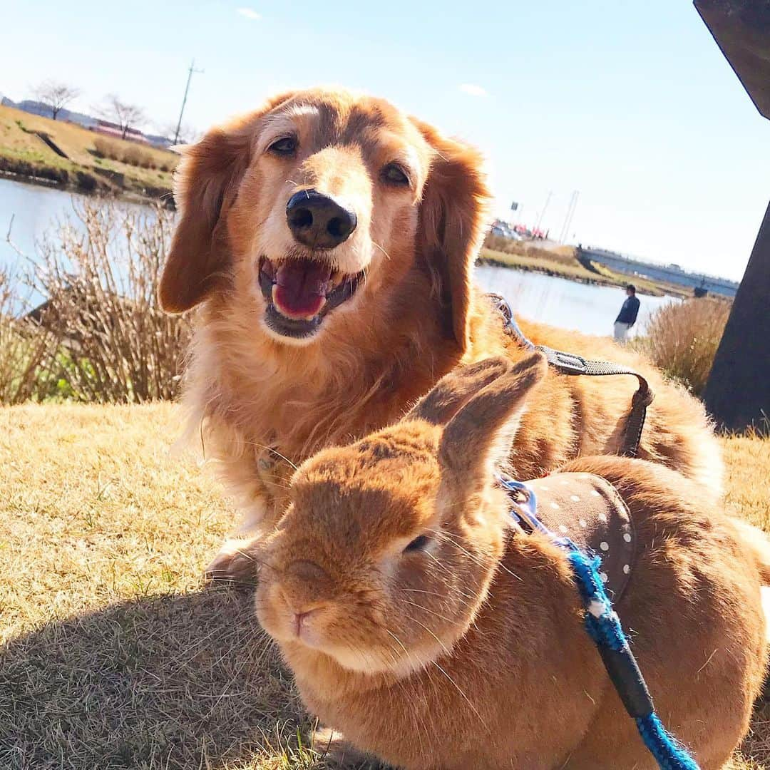 Chieko Shibutaさんのインスタグラム写真 - (Chieko ShibutaInstagram)「たろー🐶&うじゃこ🐰地方☀️ ぽかぽか😊 🚗💨さんぽ🌱 珍しく　沢山の　ダックス君達に会いました^_^ 最後まで　尻尾下がりっぱなしの　たろー🐶💦 💕✨🐶🍀🐰✨💕 💕 #わんこの散歩 #dachshund #dachshunds #dachshundlove #dog #dogs #doglove #instadog #instagram #instagood #pet #pets #petsagram #cute #cutepe #cutepet #cutedog #cuteanimals #likes #smile #rabbit #ラビット #ミニュチュア #ミニュチュアダックス  #ミニュチュアダックスフント #うさぎ部 #うさぎ #ダックス #ダックスフンドロングヘアー#犬とうさぎ」2月9日 23時43分 - chieko.81