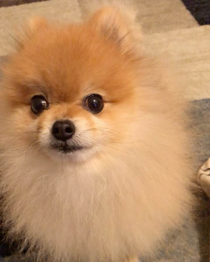 RIO POMEのインスタグラム：「トリミング行けてないので今モフモフリオです🐶  リオのおかえり〜のワンワンはいつもこの一回目のワンワン🐶  何回も騙され…  あんた… ウソかいな。 またウソかいな… 本気で謝ってないやろ。あんた…  ゆう顔だなあ😅  2回目は騙されないぞーのワンワン🐶  違い分かるかなー😆  それにしてもすごい疑いの顔やなあ😝  分かりますか❓  #ポメラニアン #pomeranian  #犬 #dog #dogstagram#doglover #愛犬 #わんこ #ポメラニアン大好き #ポメラニアンが世界一可愛い #pom #ぽめらにあん #ポメ#pomeraniansofinstagram  #pomeranianlove #ふわもこ部 #いぬバカ部 #癒しわんこ#instapic#pomstagram #puppy #dogsofinstagram #cute#cutedog」