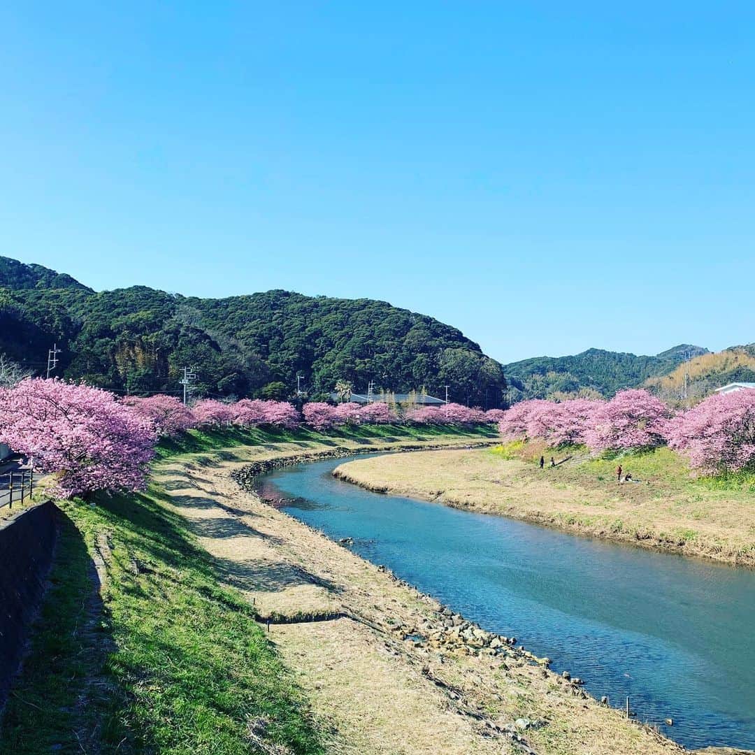 井口謙さんのインスタグラム写真 - (井口謙Instagram)「． お休みをいただきまして。 かなり久しぶり？そして新しい家族も含めては初めての家族旅行に行ってきました。 ． 父の還暦祝いも含めて、思い出の場所でもある静岡県の下田でゆっくり。 ． 心も落ち着く、非常にゆったりとした時間を過ごせました。 ． 青野川沿いの桜はなんともう満開、菜の花とのコラボも見事の一言。 明日からお祭りも開催みたいですね〜🌸🌸 ． 今はゆっくりしている間の番組を振り返って、危機感を持ったりしているわけですが。 ． よし！2月も頑張ります。 まずは明日の今日感テレビ。宜しくお願い致します。 ． #静岡県下田市 #南伊豆町 #ペリーロード #寝姿山 #可愛い可愛い甥には懐かれず #ずーっと写真を撮ってました #卓球ポーズ兄弟」2月10日 0時11分 - iguchi_ken_rkb