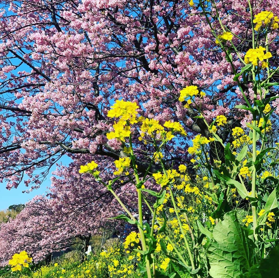 井口謙さんのインスタグラム写真 - (井口謙Instagram)「． お休みをいただきまして。 かなり久しぶり？そして新しい家族も含めては初めての家族旅行に行ってきました。 ． 父の還暦祝いも含めて、思い出の場所でもある静岡県の下田でゆっくり。 ． 心も落ち着く、非常にゆったりとした時間を過ごせました。 ． 青野川沿いの桜はなんともう満開、菜の花とのコラボも見事の一言。 明日からお祭りも開催みたいですね〜🌸🌸 ． 今はゆっくりしている間の番組を振り返って、危機感を持ったりしているわけですが。 ． よし！2月も頑張ります。 まずは明日の今日感テレビ。宜しくお願い致します。 ． #静岡県下田市 #南伊豆町 #ペリーロード #寝姿山 #可愛い可愛い甥には懐かれず #ずーっと写真を撮ってました #卓球ポーズ兄弟」2月10日 0時11分 - iguchi_ken_rkb
