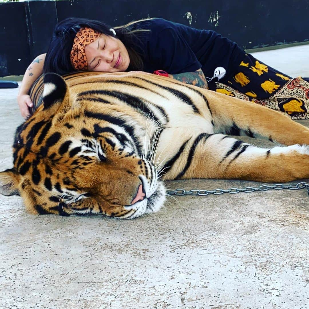 夏樹☆たいようさんのインスタグラム写真 - (夏樹☆たいようInstagram)「#thailand #tigerzoo #pattaya #mymemories」2月10日 1時45分 - natsuki_taiyo