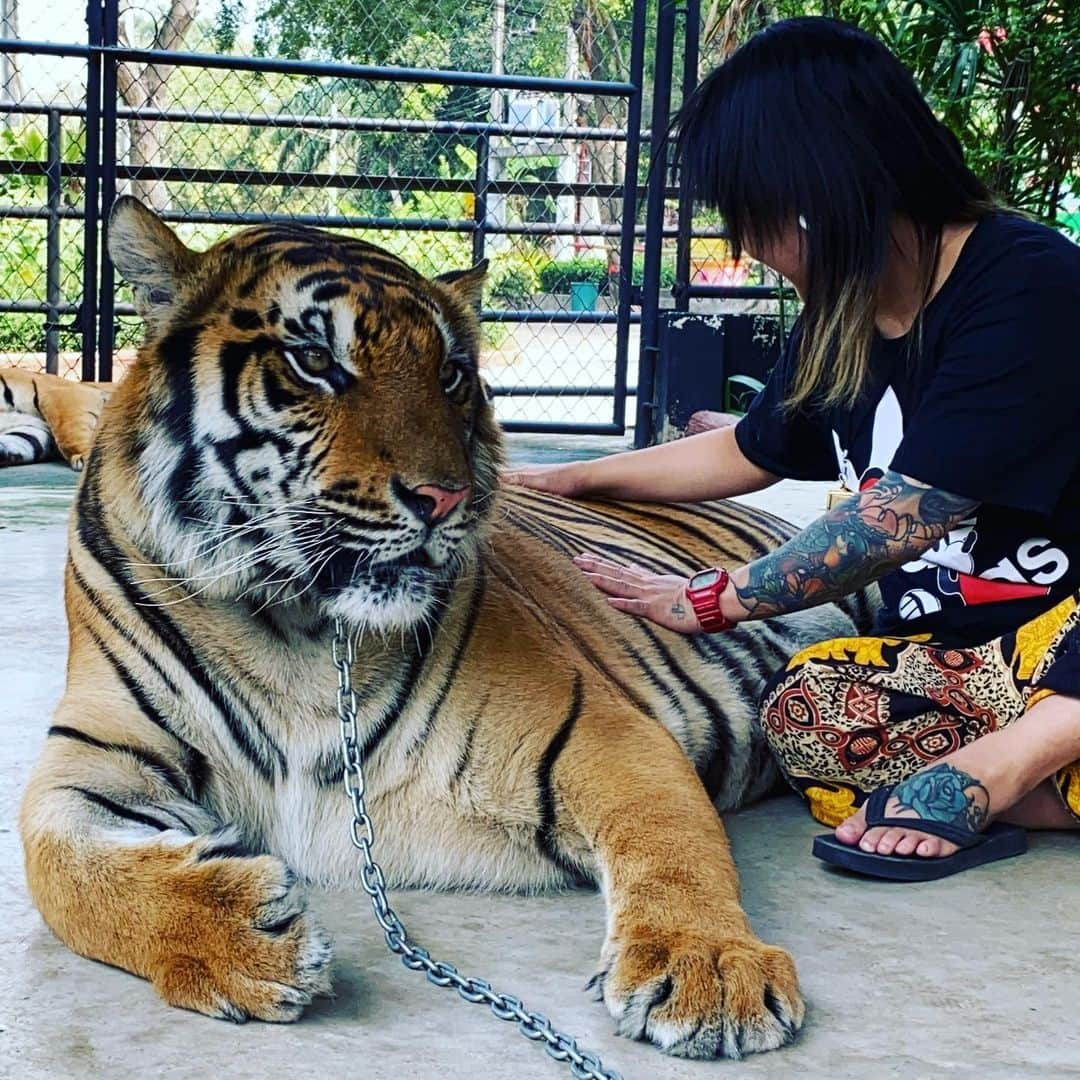 夏樹☆たいようさんのインスタグラム写真 - (夏樹☆たいようInstagram)「#thailand #tigerzoo #pattaya #mymemories」2月10日 1時45分 - natsuki_taiyo