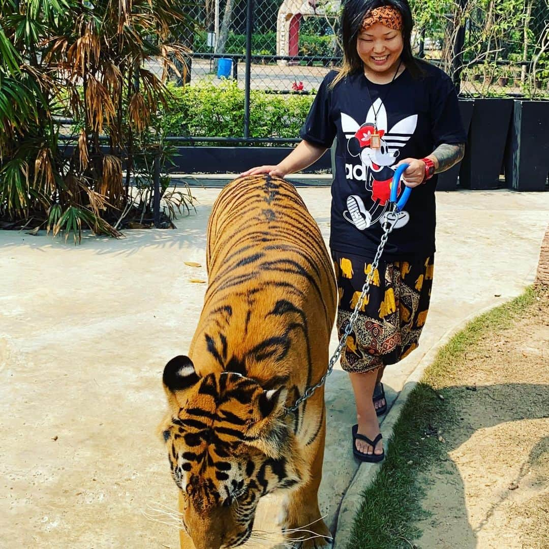 夏樹☆たいようさんのインスタグラム写真 - (夏樹☆たいようInstagram)「#thailand #tigerzoo #pattaya #mymemories」2月10日 1時45分 - natsuki_taiyo