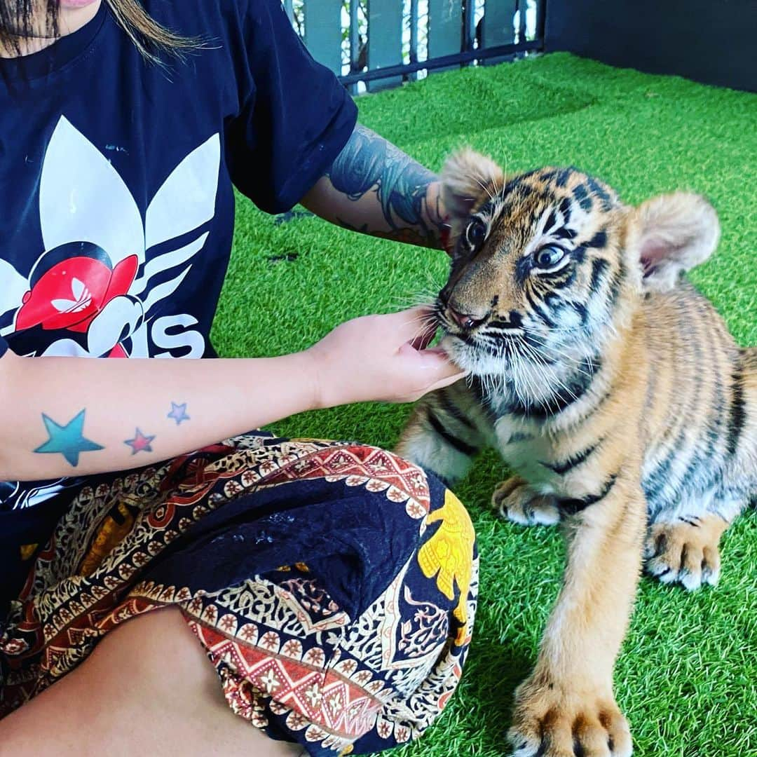 夏樹☆たいようさんのインスタグラム写真 - (夏樹☆たいようInstagram)「#thailand #tigerzoo #pattaya #mymemories」2月10日 1時45分 - natsuki_taiyo