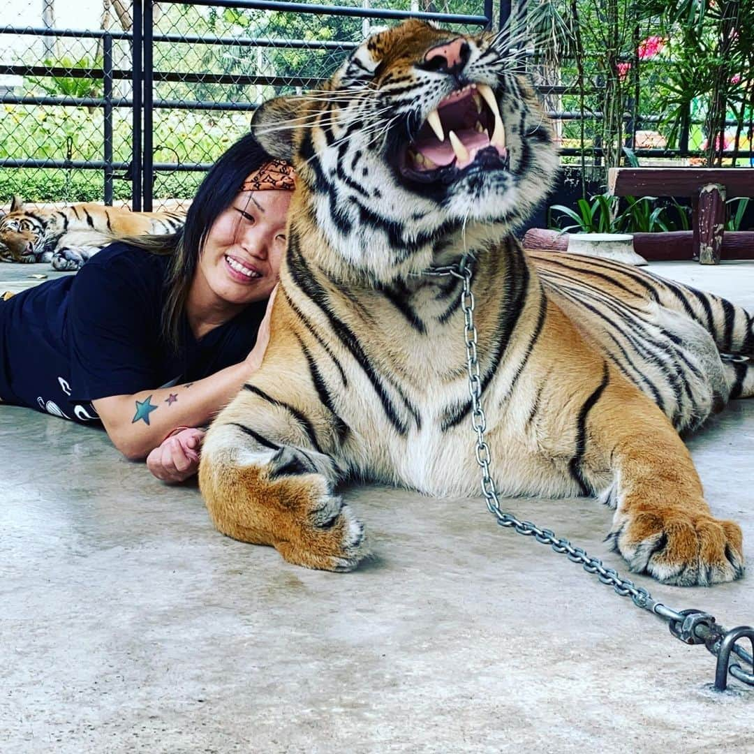 夏樹☆たいようさんのインスタグラム写真 - (夏樹☆たいようInstagram)「#thailand #tigerzoo #pattaya #mymemories」2月10日 1時45分 - natsuki_taiyo