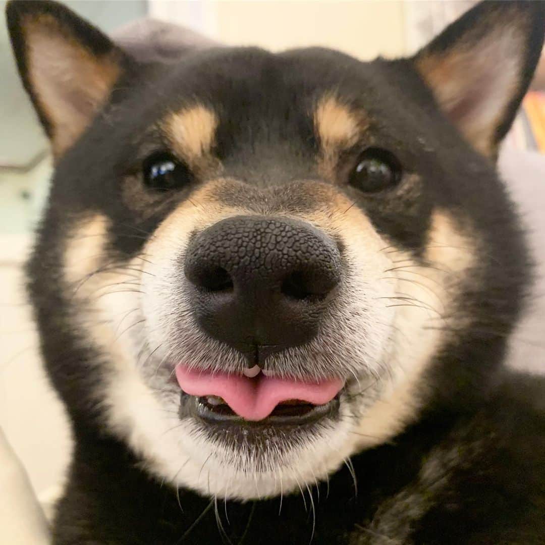 ?Fricko the Shiba Inu?のインスタグラム：「Blep!!🤪🤪 🐾 🐾 🐾 🐾 #Keaton #🐶 #shiba #shibainu #dog #柴犬 #黒柴 #子犬 #shibalovers #shibaholics #dogoftheday #dogslife #weeklyfluff  #dogstagram  #dogscorner #shibapuppy #puppiesofinstagram」