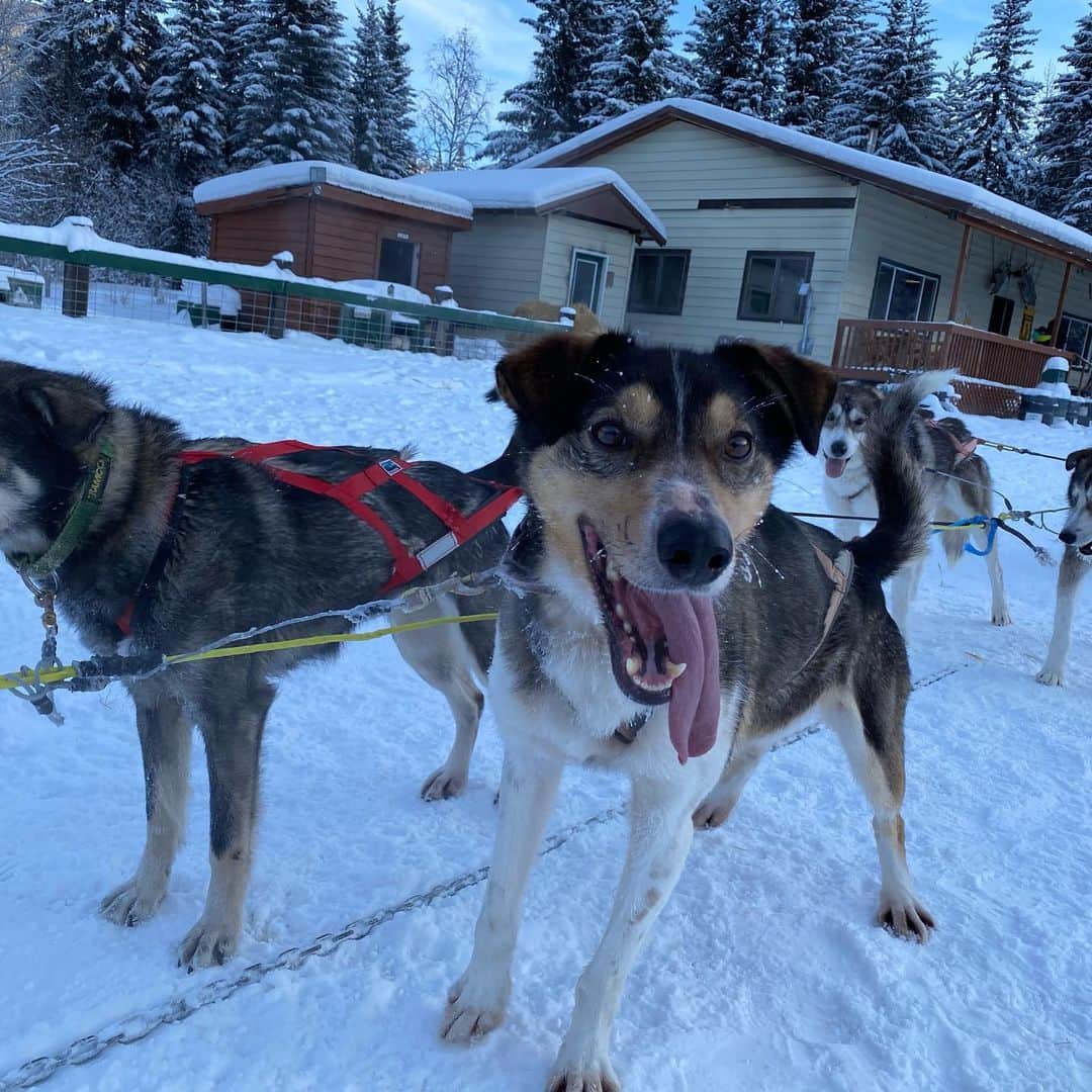 長谷川朋美さんのインスタグラム写真 - (長谷川朋美Instagram)「#ALASKA では#人生初体験 ばかりはことがいっぱい😆 お次は#犬ぞり ‼︎ ・ 最初犬ぞりってなんかワンコがかわいそう…って 思ってましたが、現場を見てその思いは一変。 ・ ワンコたち、犬ぞりの出番に 行きたくて行きたくて、大興奮😂 ・ ウチのワンコたちが、お散歩の前にくるくる回り出して吠えるのとおんなじ行動してたw ・ ワンコたちはとても可愛くて、施設の方にとても可愛いがられていてみんな人が大好きな様子❤️ ・ 暖かい室内にはシニア犬がいましたが、多分犬ぞりをリタイアしたワンコなんだろうな。 ・ もしかしたら何かしら患っているのかもしれず少し弱ってましたが、こうして最後までケアしてあげていて、心からホッとしました☺️ ・ とても貴重な経験に感謝🙏 ・ #dogsledding #dogs #snow #excited #amazingexperience #grateful #chenahotsprings」2月10日 3時23分 - hasegawa.elena.tomomi