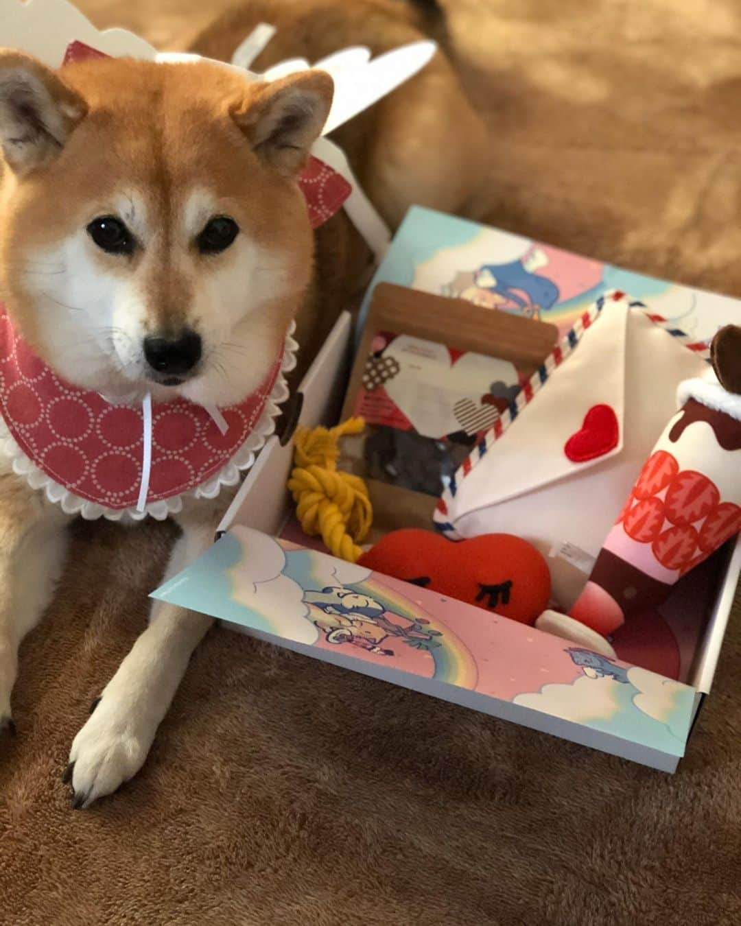 くるみさんのインスタグラム写真 - (くるみInstagram)「. pecobox  が届いたよー🐕 @pecobox_official  今月のテーマはバレンタイン💝  くるみキューピットは 足取りが遅めなのでちょっと 遅延して届きます💌😎 pecoboxほんと可愛いっ😆❤️ . . #pecobox」2月10日 14時25分 - kurukurukurumi222