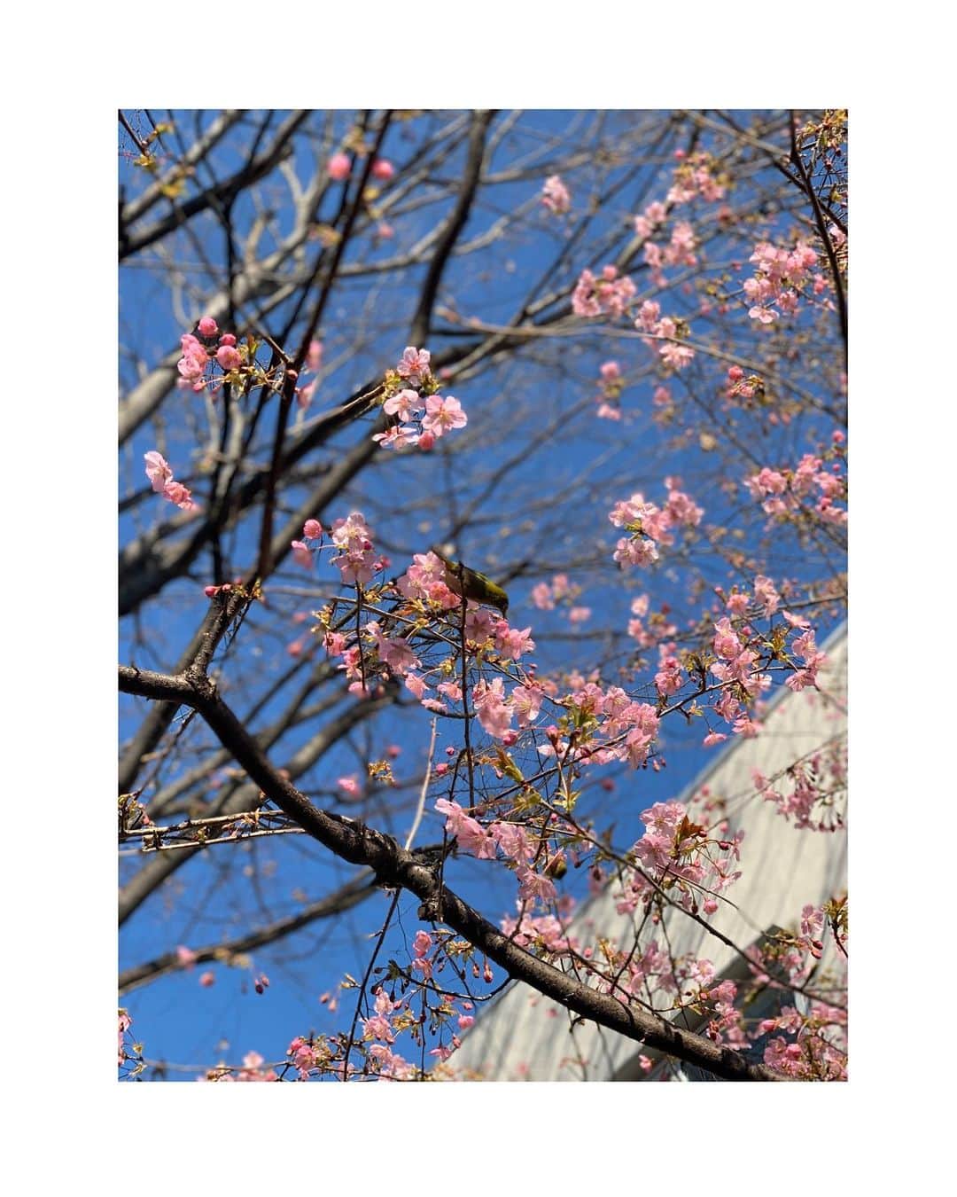 吉岡里帆さんのインスタグラム写真 - (吉岡里帆Instagram)「お久しぶりです🌸  舞台が始まってから中々インスタ更新出来なくなっていました…ごめんなさい🙏  久しぶりの休みで街を歩いていたら、 可愛い子見つけました🦜 話したい事沢山あります！  #休日」2月10日 13時38分 - riho_yoshioka