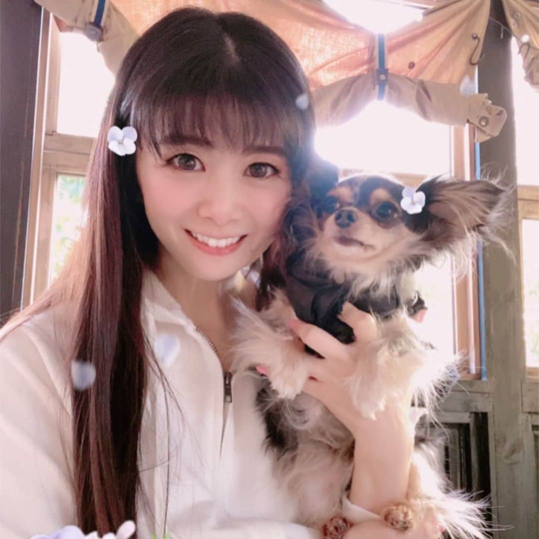 外村美姫さんのインスタグラム写真 - (外村美姫Instagram)「ティファニーと朝食を💓ブログ同時更新💓詳しくはブログへ。💓プロフィールからブログに飛べます💓 @mikitonomura . ‪ #外村美姫 #チワックス #チワックスティファニー #ティファニーと朝食を #しまむらの達人 #プチプラコーデ #しまむらコーデ #しまむら購入品 #しまむらパトロール #ティファニー #ティファニーブルー #オッドアイ #Tiffany #チワックス倶楽部 #チワックス部 #Chihuachshund #いぬすたぐらむ #しまむら #しまパト #しまむらバッグ #portmanscafe #清澄白河 #犬ok #犬okカフェ」2月10日 7時58分 - mikitonomura