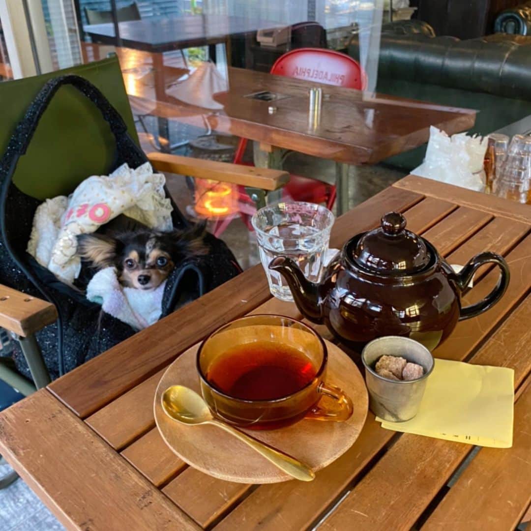 外村美姫さんのインスタグラム写真 - (外村美姫Instagram)「ティファニーと朝食を💓ブログ同時更新💓詳しくはブログへ。💓プロフィールからブログに飛べます💓 @mikitonomura . ‪ #外村美姫 #チワックス #チワックスティファニー #ティファニーと朝食を #しまむらの達人 #プチプラコーデ #しまむらコーデ #しまむら購入品 #しまむらパトロール #ティファニー #ティファニーブルー #オッドアイ #Tiffany #チワックス倶楽部 #チワックス部 #Chihuachshund #いぬすたぐらむ #しまむら #しまパト #しまむらバッグ #portmanscafe #清澄白河 #犬ok #犬okカフェ」2月10日 7時58分 - mikitonomura