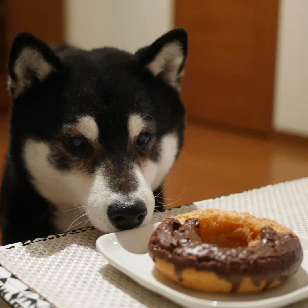 くろさんのインスタグラム写真 - (くろInstagram)「🍩豆は🙅‍♂️ #豆も気になるぅ #チョコファッション  #kuroshiba #blackshiba #shibainu #shibastagram #instadog #dogstagram #柴犬 #黒柴 #黑柴 #日本犬 #和犬 #シニア犬 #癒し犬 #いぬら部 #ふわもこ部 #柴犬部 #モフモフ生命体 #柴犬のいる暮らし #柴犬のいる生活 #柴犬と一緒 #わんこのいる暮らし #わんこのいる生活 #わんこと一緒 #わんダフォ #わんだふるJapan」2月10日 8時02分 - m6bmw