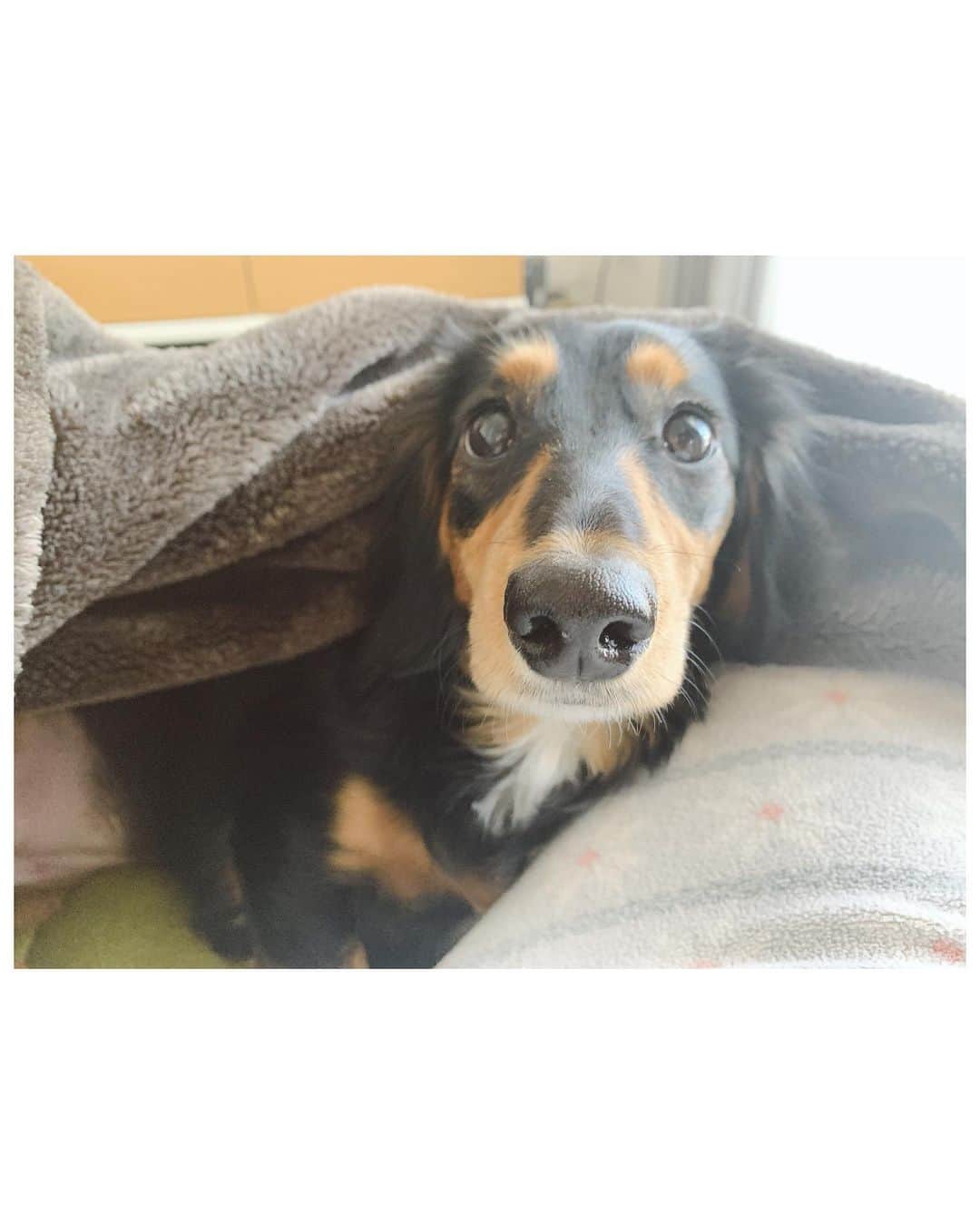高原愛さんのインスタグラム写真 - (高原愛Instagram)「おはモモさん🐕🍑✨最近は寒いとブランケットの中に入ってくる姿が可愛い😌蒸かし芋も寝ながら食べてるLazy dog😲💕 #いぬのいる暮らし#いぬのきもち#ミニチュアダックス#ダックス#ブラックタン#dogstagram#dog#doggytheworld #doggy#duchshund#sausagedog#doglover#🐕#❤️」2月10日 8時57分 - ai_takahara_ai
