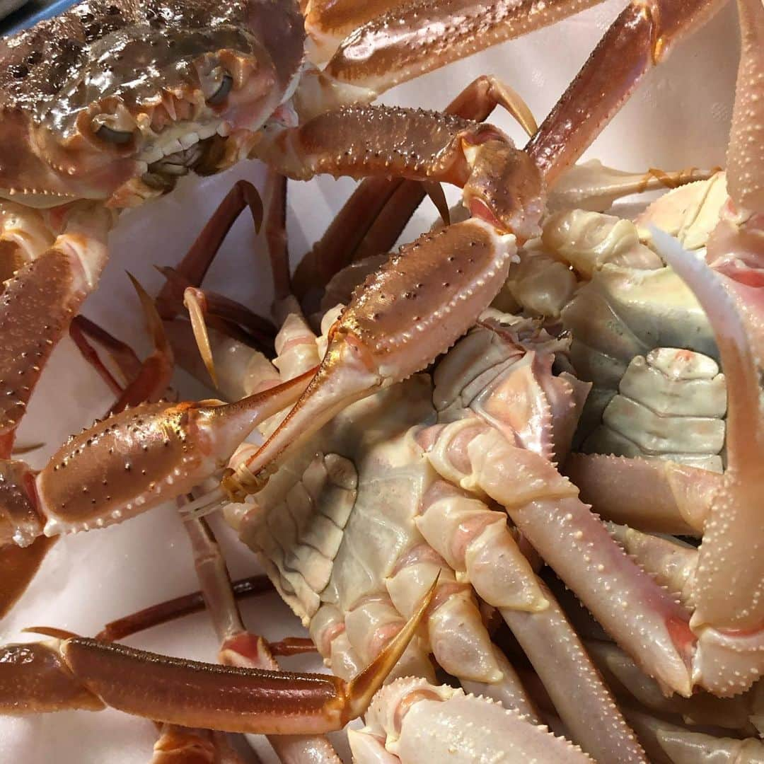 旅館 川端屋のインスタグラム：「ズボガニ（水ガニ）入荷しました🦀　この時期だけの冬の味覚です❗️ 是非福井のソウルフードを堪能してください^ ^  水ガニとは脱皮して間がないズワイガニ（越前蟹&松葉蟹）の事です♪  www.kawabataya.jp  #ずぼがに #ズボガニ #水ガニ #水がに #水蟹  #福井ソウルフード  #川端屋 #旅館川端屋 #福井#福井県 #南越前町 #今庄宿 #今庄 #japan #crab #japantrip #蟹 #カニ #🦀 #福井グルメ  #fukui #fukuiprefecture #fukuitrip #trip #goodtrip #おもてなしの宿 #おもてなし #epic #beautifultrip #japantravel」