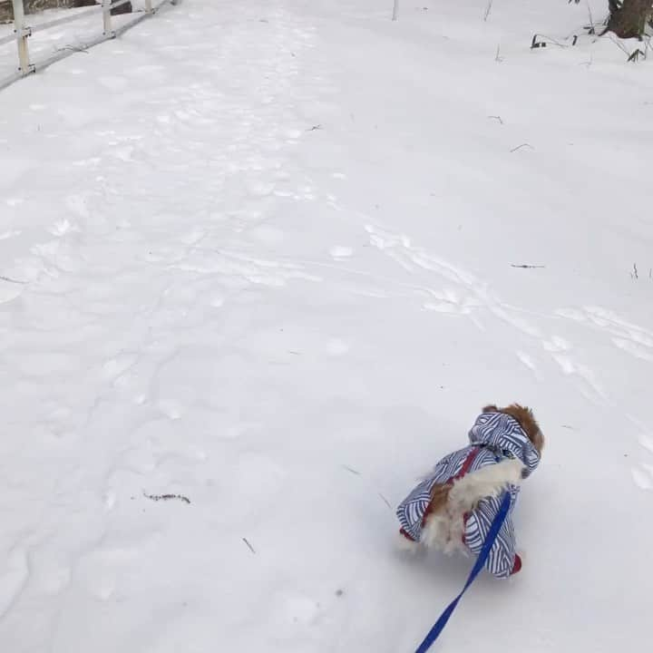 辻 よしなりのインスタグラム：「イチ　雪山日記① ゆきってほんとにたのしいね。ボクこんなにたのしいとはおもわなかったよ。 またおやまいきたい！  #昨年の冬の終わり　イチ5ヵ月 #雪山連れて行ってみた　けど #雪少なくて残念  でした  #我が家　に来て一年の #うちの子記念日旅行 #はしゃぎすぎ　て転倒 #すぐ立ち上がって　走る #連続写真 で検証🤣 #笑える #めげない #スイッチオン #モナムールジャック  #お顔まっ茶ジャック会  #イチ #辻よしなり」