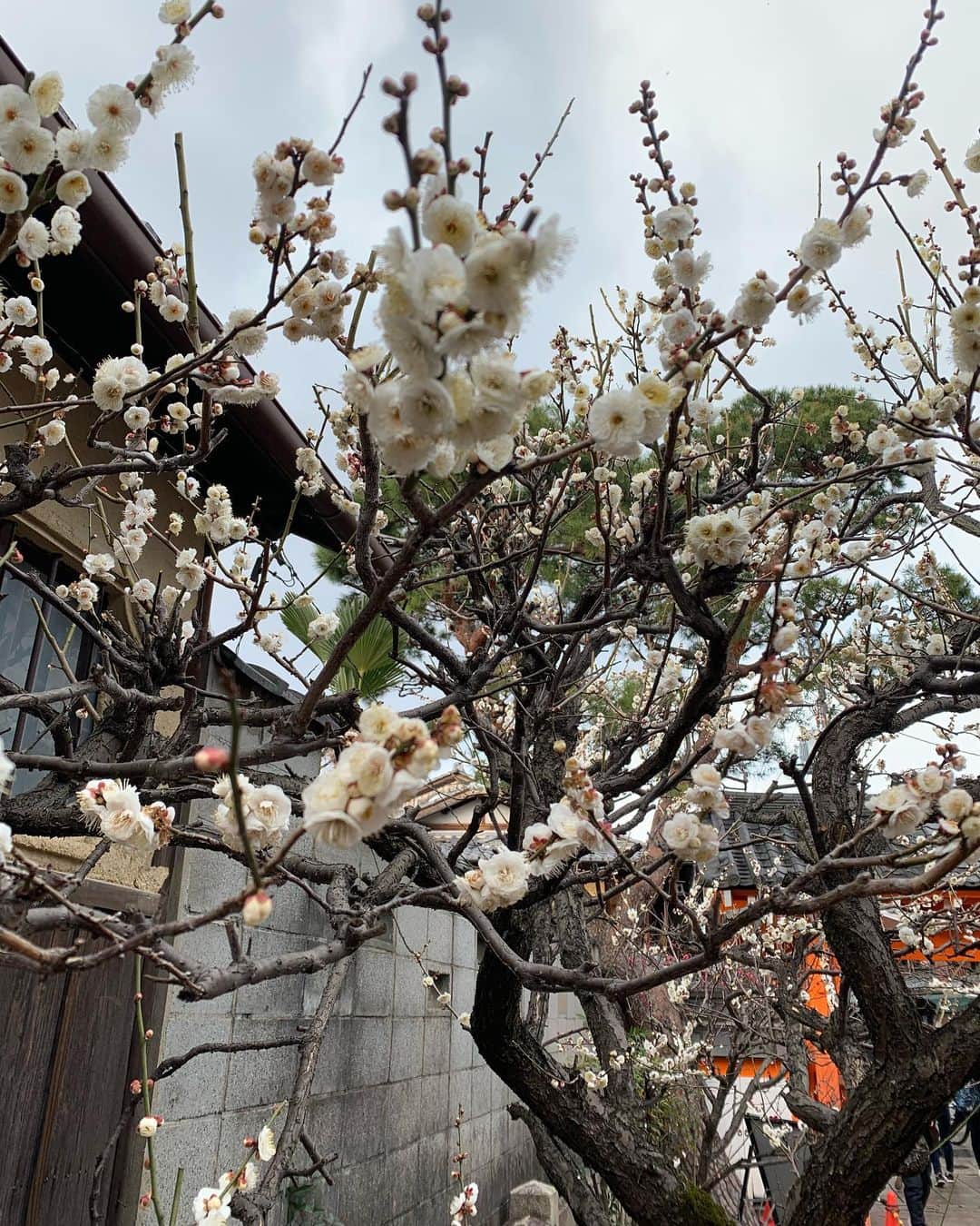 黒木千晶さんのインスタグラム写真 - (黒木千晶Instagram)「昨日、「美味しそうに食べ物を撮れないのが悩み」と言いましたが、花を撮るのも苦手でした🤔 満開に咲いていた梅の花です。。笑  #梅の花 #写真は苦手だけど #これからは下手でも更新頑張ります」2月10日 10時46分 - kuroki.ytv