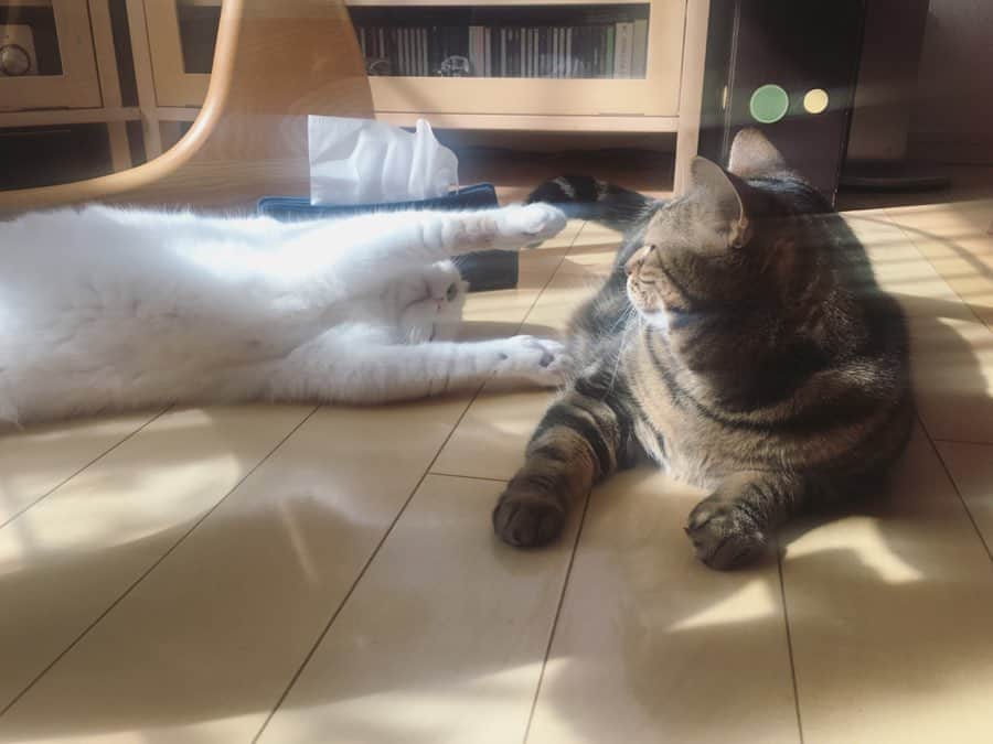 ありす & まりあのインスタグラム：「What should we do today? ☀️ 今日なにする〜？」