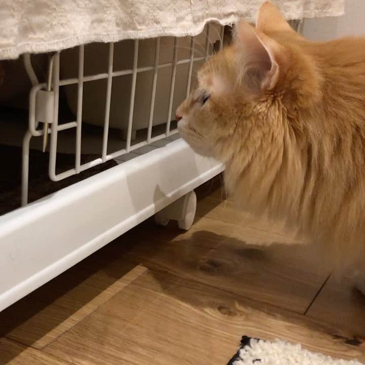pon_0507のインスタグラム：「2020.02.10  トライアル3日目  これは2日目の様子  お互い気になる😺  ごまちゃんと急接近！ 奥にいるだいちゃんにシャーされてびっくりするぽんちゃん😹  そして、この後(動画には無いけど)フォローにいったおじさんが、ぽんちゃんにシャーされる😂  毎日ドキドキしながら見守っています。  #ぽん #だいとごま #トライアル #ねこ」