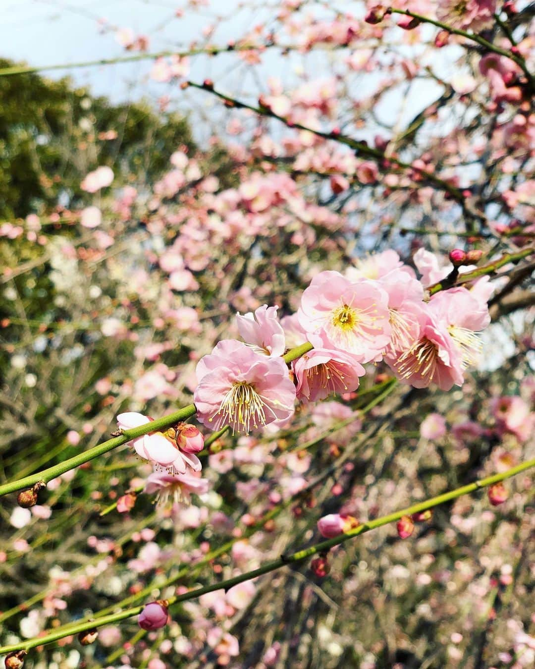 YUKA さんのインスタグラム写真 - (YUKA Instagram)「むかしは、歩みを止めて梅の花にほぅっとため息をつきながら眺めるなんてしなかったのだけど、  さいきんは 梅の花を見るともう春だなーとか、 特になにを考えるわけでもないですが 胸がわーーっと彩りを取り戻したり、 きゅーんとせつなくなったりします。  桜が咲く前に、 感受性が戻ってくる瞬間です。 (寒い地域の方はまだ、少し先になるかもしれませんね 早くあったかくなーれ！) どんなことも忘れさせて  いま、じぶんがここに立っている事を思い出させてくれる、  自然の力はすごいです。  いま、新たに挑戦しようとしている事があって、それが余りに大変だったりするものだから、自分を奮い立たせて頑張ってます。笑  だから可愛いお花に励まされて前向きな気持ちになれたりして。  自分らしい生き方を見つめて、 どんどんと進んで行こうとおもいます❣️ #進め　#moumoon」2月10日 11時15分 - yukamoumoon