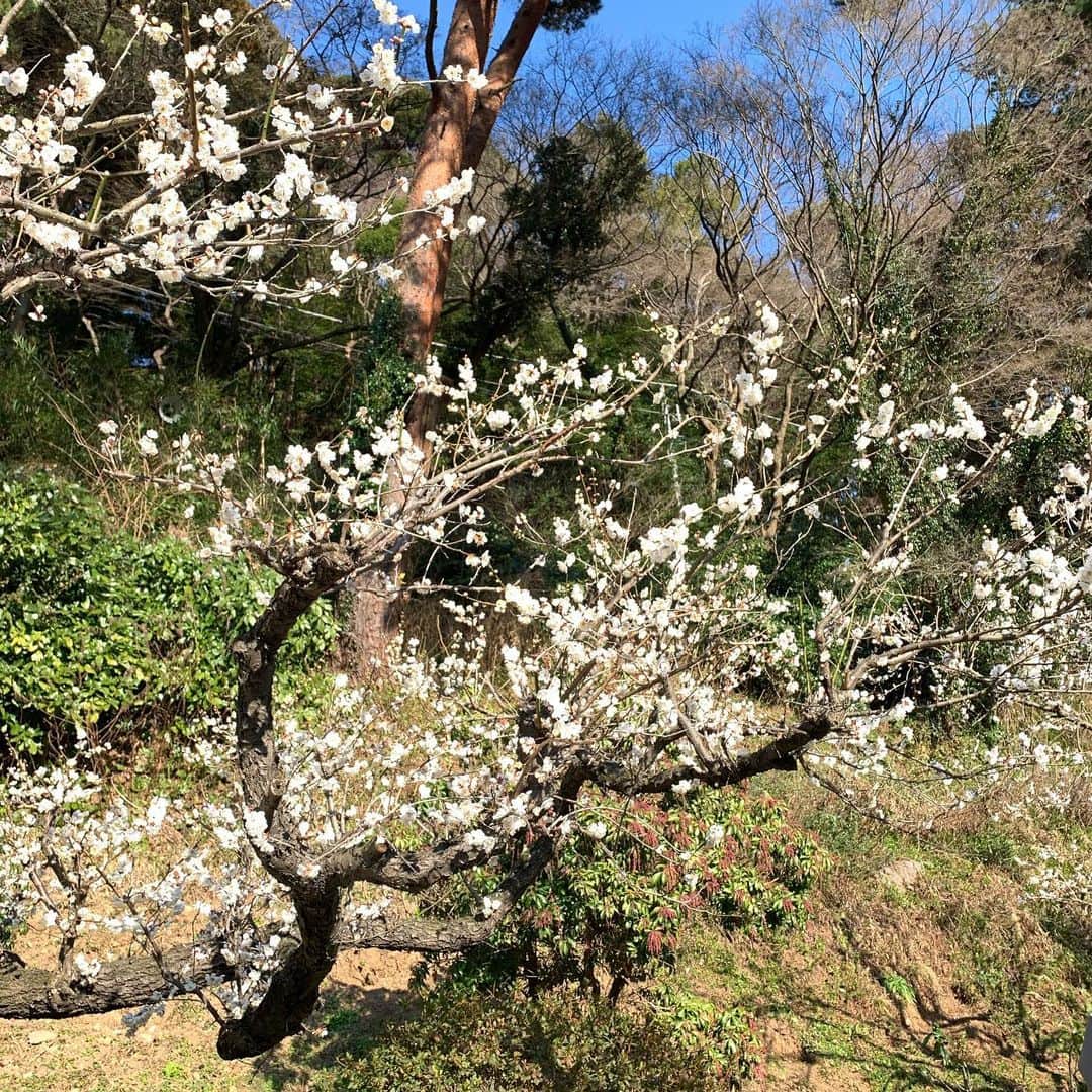 河野景子さんのインスタグラム写真 - (河野景子Instagram)「熱海梅園にて 梅の花の香りに春を感じて。」2月10日 11時18分 - keikokono1112