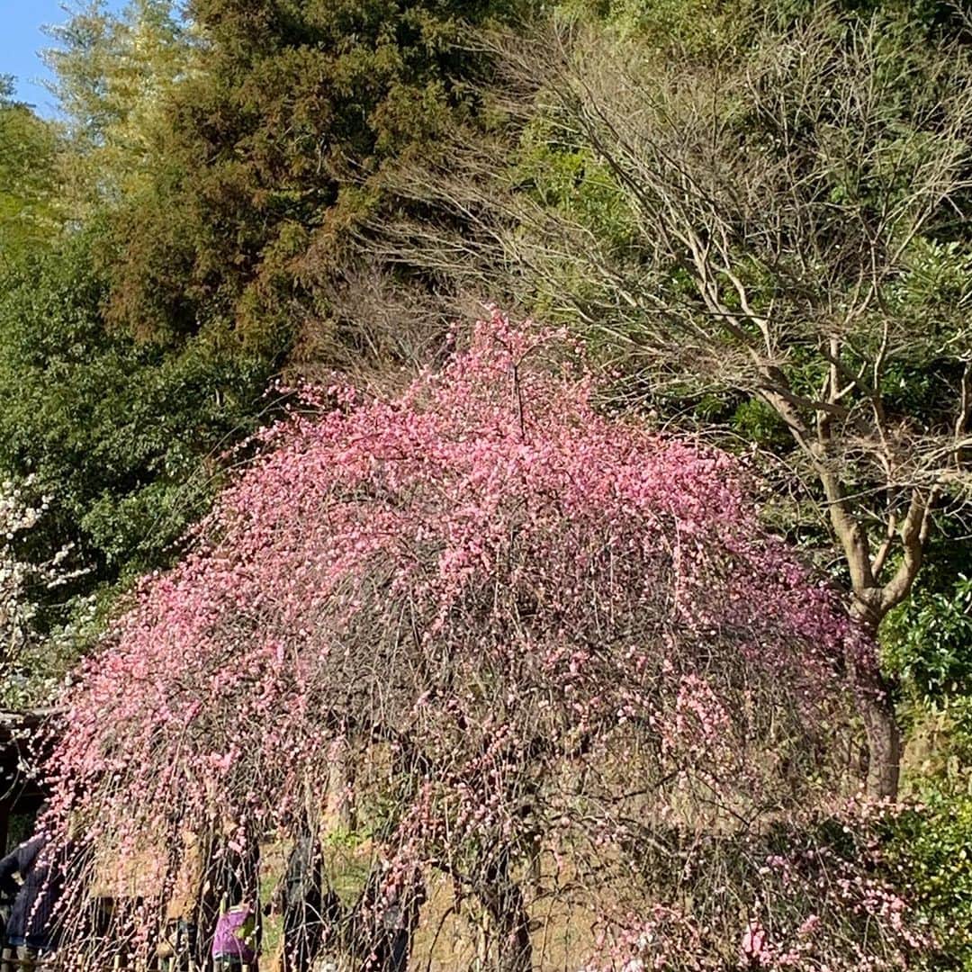 河野景子さんのインスタグラム写真 - (河野景子Instagram)「熱海梅園にて 梅の花の香りに春を感じて。」2月10日 11時18分 - keikokono1112