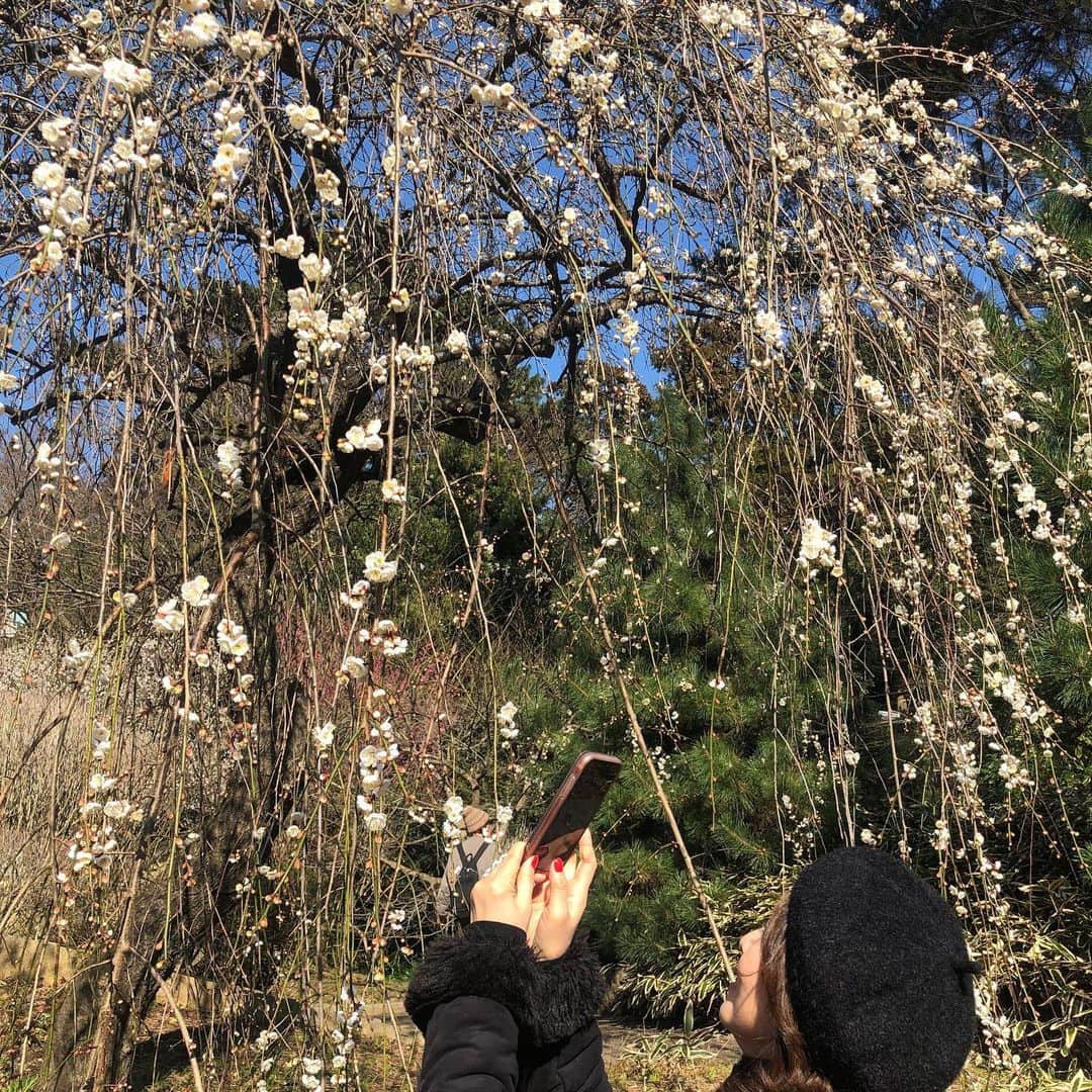 河野景子のインスタグラム：「熱海梅園にて 梅の花の香りに春を感じて。」