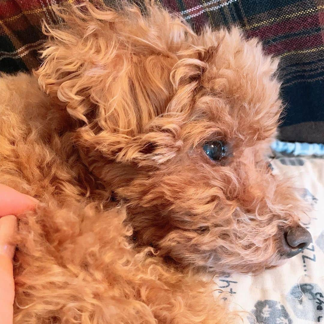 矢島舞美さんのインスタグラム写真 - (矢島舞美Instagram)「. 我が家の#愛犬#コロン ちゃん♡ 私と同じ誕生日で、14歳になりました♡ すっかりおばあちゃん犬です‼︎先代犬のルーキーは、14歳を目前に他界してしまったから、コロンが14歳になる姿を見れている事は家族みんなとーっても嬉しいのです♡ もう耳はほとんど聞こえないみたいで、コロン〜♡と呼んでも反応はしませんが、視界に入ると尻尾を振って抱っこをせがんできます♡寝る時間も昔より増えたけど、朝一は我が家の子たちの中で一番元気で、最年少の#トワレ　にちょっかいをかけては、2人で遊んで、暫くするとコロンだけ疲れ果てて、ぐっすり熟睡しております(*´꒳`*) 幸せな光景だよ♡(๑˃̵ᴗ˂̵) いつまでも長生きしてね♡お誕生日おめでとう♡だいすきよ〜(//∇//) . . #矢島舞美」2月10日 11時32分 - maimiyajima_official_uf