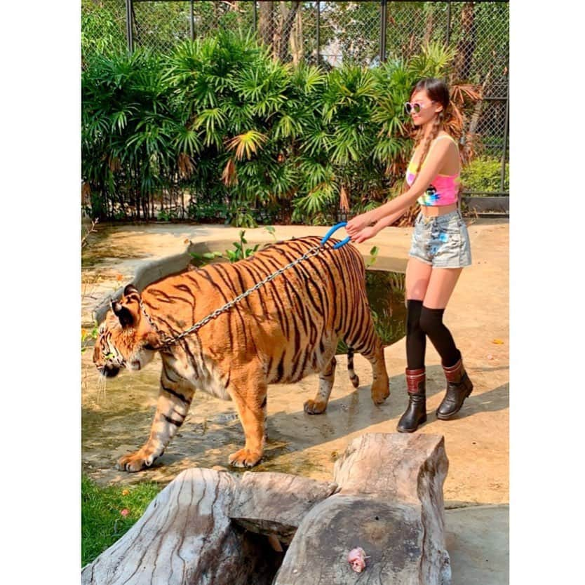 百合華さんのインスタグラム写真 - (百合華Instagram)「お散歩タイム🐯🎶🐯🎶🐯 ﻿ ﻿ #thailand ﻿ #タイ﻿ #pattaya﻿ #パタヤ﻿ #srirachatigerzoo🐯 ﻿ #tiger﻿ #タイガー﻿ #トラ﻿ #ワニ﻿ #触れ合い﻿ #戯れ﻿ #餌付け﻿ #カオス﻿ #遊び心﻿ #不眠不休﻿ #女子旅﻿ #travel ﻿ #travelgram ﻿ #trip﻿ #tripgram」2月10日 11時58分 - yurika.lovelily