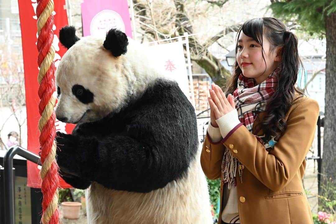 星星（セイセイ）さんのインスタグラム写真 - (星星（セイセイ）Instagram)「⛩👏 . #今年もたくさん笹が食べられますように #今年もおいしい笹が食べられますように #今年も笹に困りませんように #星星 #パンダ #panda #pandagram #パンダ好きな人と繋がりたい #レイア #相方 #ZIP!」2月10日 12時16分 - seisei_panda