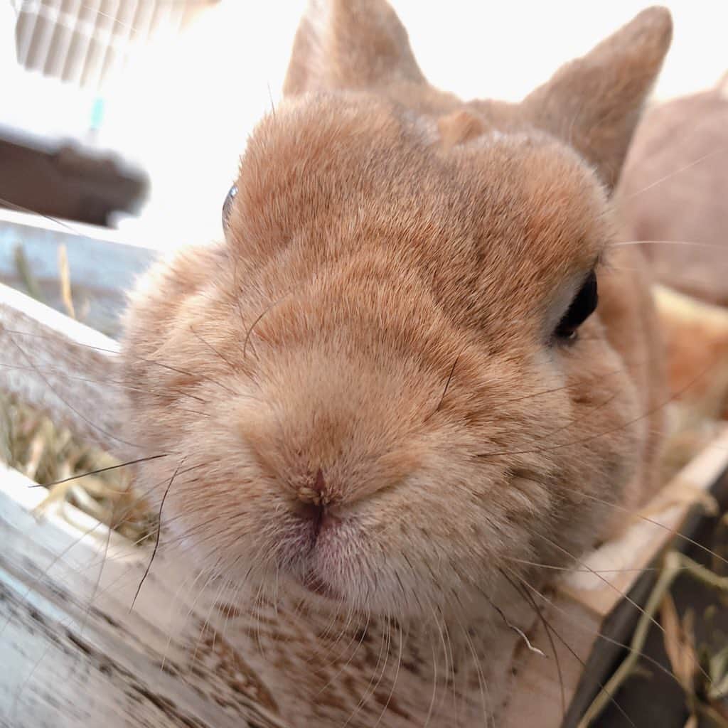 ラン?さんのインスタグラム写真 - (ラン?Instagram)「最近、チモシーの入っている箱がお気に入りのランさん(∩^ω^∩) ☆ 食べて～寝て～( ´꒳​` ) 出てきたと思ったら、トイレ(笑) ☆ #うさぎ #ネザーランドドワーフ #rabbit #bunny #bunnystagram  #rabbitstagram  #cute  #かわいい #ふわもこ部  #もふもふ  #zip写真部  #アニマル写真部 #instagramjapan #netherlanddwarf #うさぎと暮らす  #うさぎのいる暮らし #癒し #kawaii #ランちゃん  2020.02.10」2月10日 12時24分 - mofumofuusako