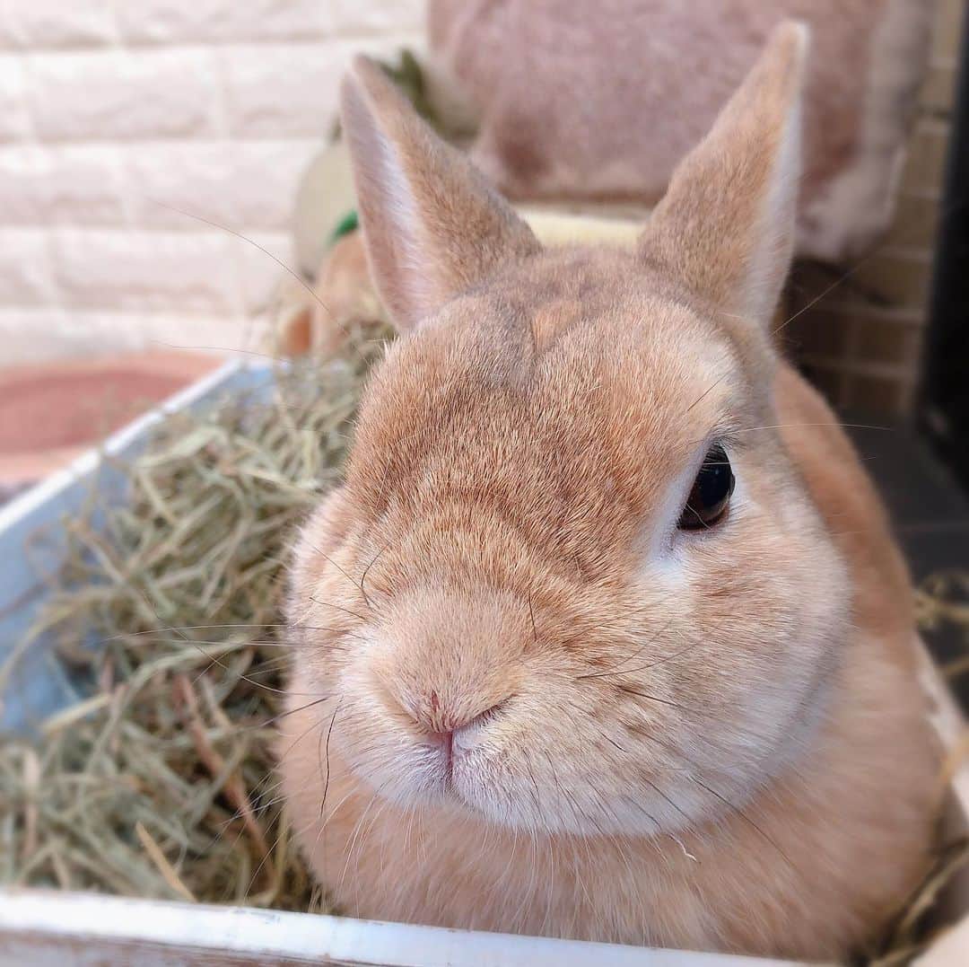 ラン?さんのインスタグラム写真 - (ラン?Instagram)「最近、チモシーの入っている箱がお気に入りのランさん(∩^ω^∩) ☆ 食べて～寝て～( ´꒳​` ) 出てきたと思ったら、トイレ(笑) ☆ #うさぎ #ネザーランドドワーフ #rabbit #bunny #bunnystagram  #rabbitstagram  #cute  #かわいい #ふわもこ部  #もふもふ  #zip写真部  #アニマル写真部 #instagramjapan #netherlanddwarf #うさぎと暮らす  #うさぎのいる暮らし #癒し #kawaii #ランちゃん  2020.02.10」2月10日 12時24分 - mofumofuusako