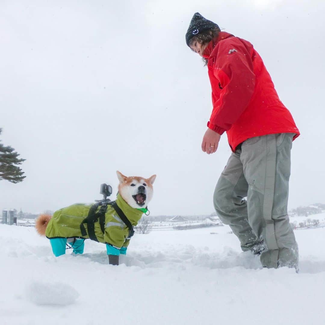 BlackRed shibasさんのインスタグラム写真 - (BlackRed shibasInstagram)「Musashi play with snow. 雪遊びに行ってきた〜 . Photo #goprohero7black #goprosnow #timelapse . @GoPro @GoProjp . @shiba.inu.life . . #neneandmusashi2020 #shibainu #shiba #柴犬 #しばいぬ #dog #日本犬 #toyota_dog #happy #lovely #cute #雪遊び  #winter #snow #日本犬  #GoPro #ゴープロ #gopro7 #goprodog #goproのある生活 #goprojp #gopropets #shibainulife #besomedoggy #doggo #goprohappy #goprodogsquad #capturedifferent」2月10日 12時28分 - black_red_jp