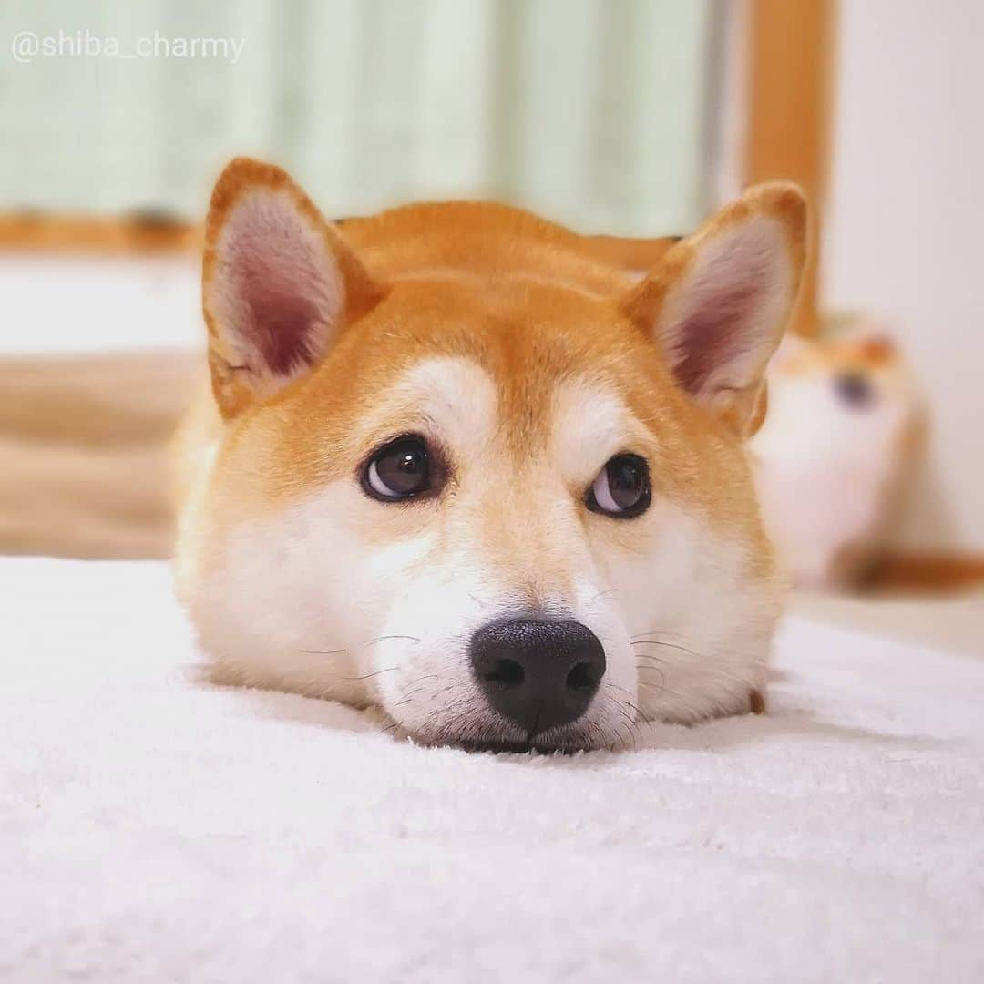 ちゃみさんのインスタグラム写真 - (ちゃみInstagram)「. 白目チラりっ👀 チョコを作ってるお姉ちゃんをちらっちらって見てる時のツムちゃみ😆 . #柴犬#しばいぬ#犬#pecoいぬ部#いぬのきもち#shiba#shibainu#dog#adorable」2月10日 22時17分 - shiba_charmy