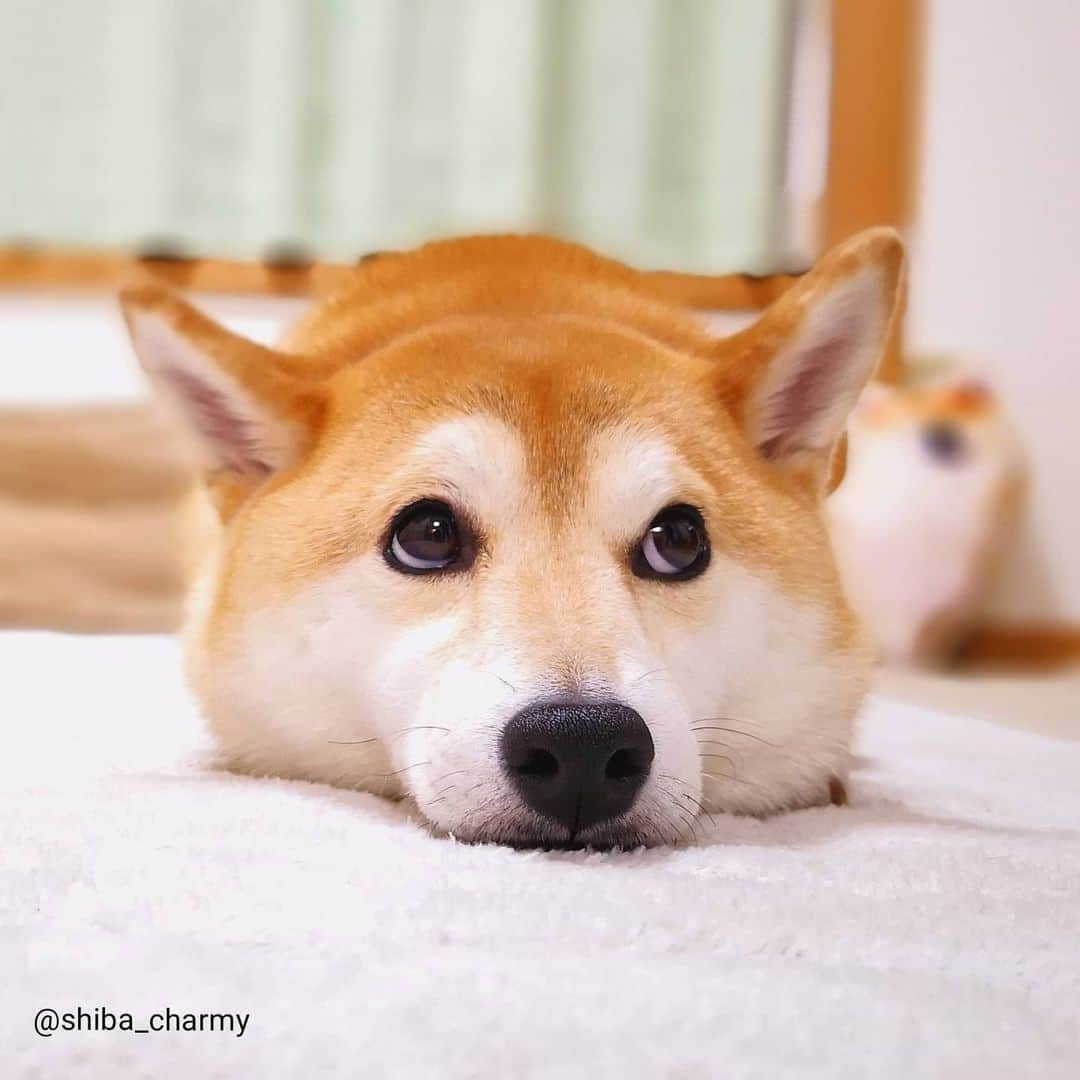 ちゃみさんのインスタグラム写真 - (ちゃみInstagram)「. 白目チラりっ👀 チョコを作ってるお姉ちゃんをちらっちらって見てる時のツムちゃみ😆 . #柴犬#しばいぬ#犬#pecoいぬ部#いぬのきもち#shiba#shibainu#dog#adorable」2月10日 22時17分 - shiba_charmy
