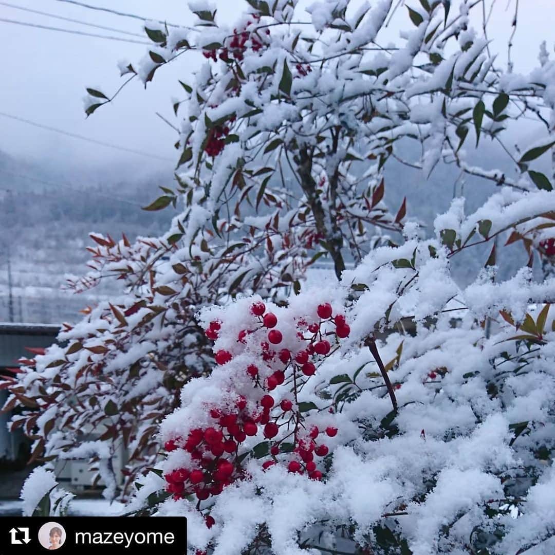 のインスタグラム：「#Repost @mazeyome with @get_repost ・・・ 久しぶりに雪が少し降りました❄️☃️ 今年は暖冬で一度も雪かきしていません❄️ 大人は楽ですが、子供たちは明日はそりすべりできるかなぁと期待してます🏂😙 #gerostagram #下呂アンバサダー #下呂市 #雪#☃️#❄️#南天の実 #雪かきなし#暖冬 #大人は楽 #子供たちはそりすべりしたい #期待#積もるかなぁ」
