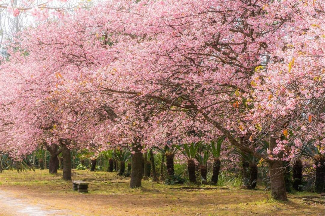 鹿児島よかもん再発見さんのインスタグラム写真 - (鹿児島よかもん再発見Instagram)「フラワーパークかごしまで早咲きの桜を観覧(^-^)/ 静岡県で造園業をされていた吹上町出身の男性が伊豆山中で発見した自然交雑種のイズノオドリコ🌸  ほぼほぼ、このフラワーパークかごしまでしか見れない貴重な品種  でも、花は約一ヶ月持つとのこと(一月下旬～二月中旬)  他にも寒緋桜やチューリップなども綺麗で楽しめます。  #鹿児島 #鹿児島観光 #指宿 #指宿観光 #桜 #早咲き桜 #イズノオドリコ  撮影日:R2/2/9 撮影場所:フラワーパークかごしま 作品名:南薩の早咲きの桜に包まれて」2月10日 22時30分 - kagoshimayokamon