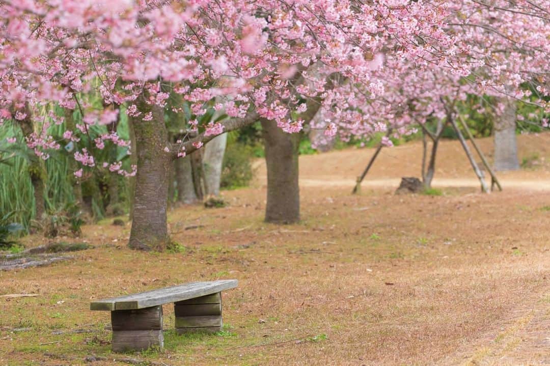 鹿児島よかもん再発見のグルメインスタ