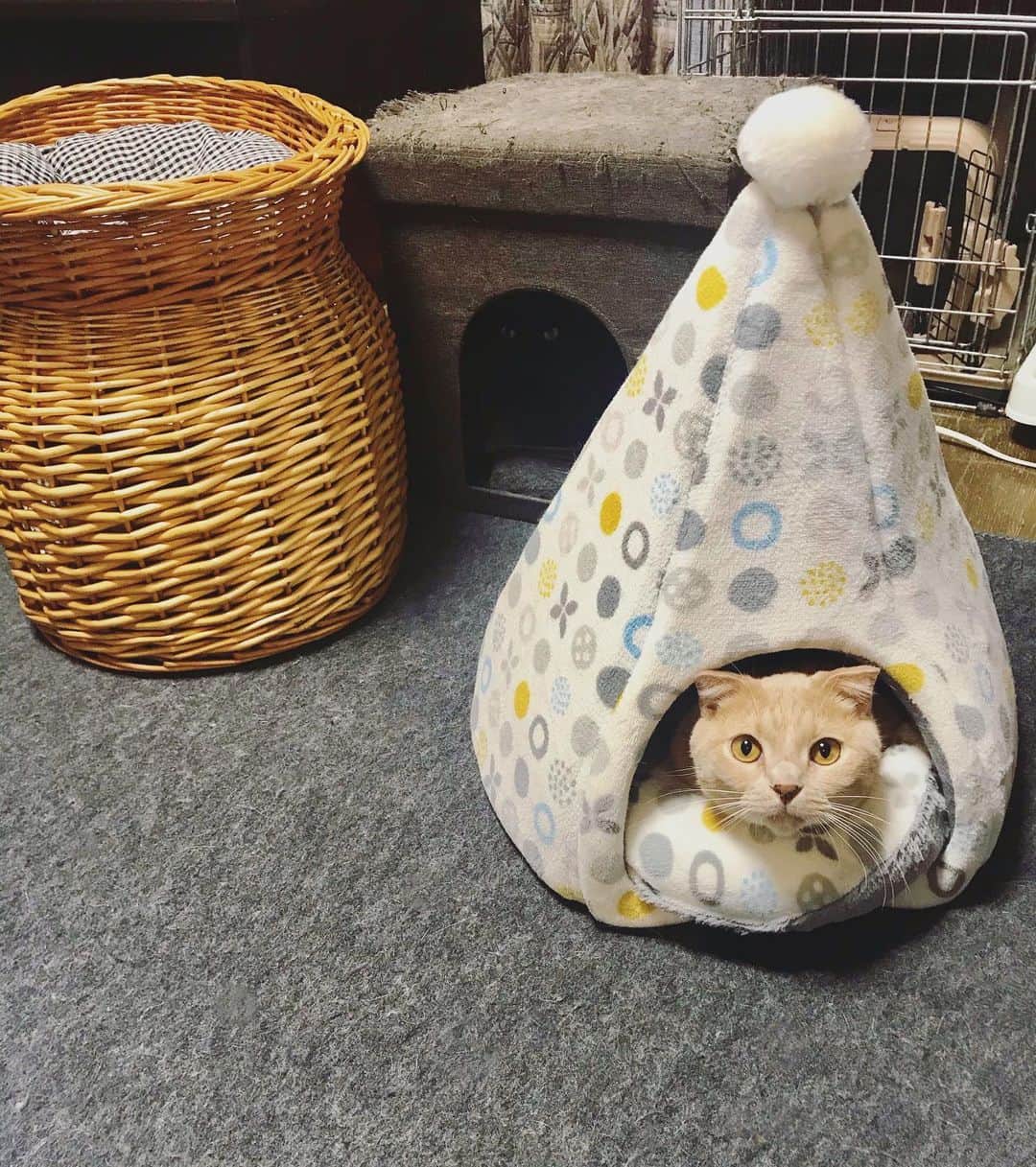 もじゃころのインスタグラム：「ちょっとガブちゃんかわいすぎてどうしよう…」