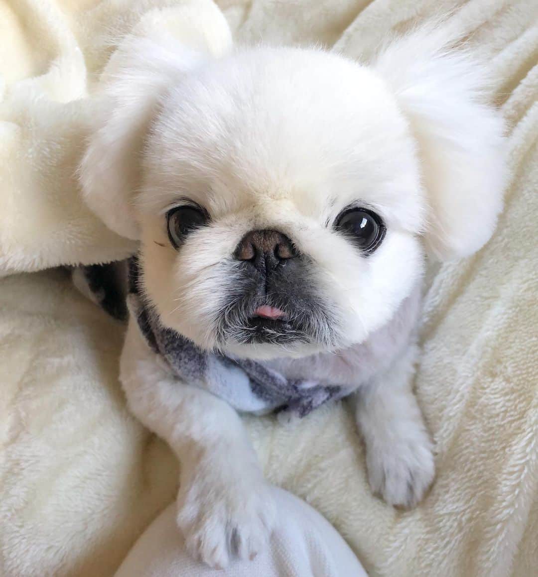 こなつのインスタグラム：「今日も一日お疲れさまでした🐶🍵」