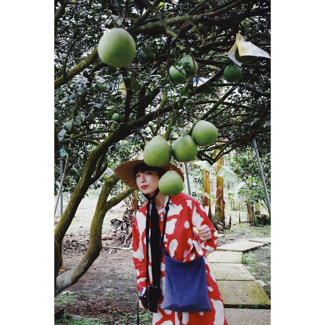 eriさんのインスタグラム写真 - (eriInstagram)「ポメロの果実園見学もできる。」2月10日 23時31分 - e_r_i_e_r_i