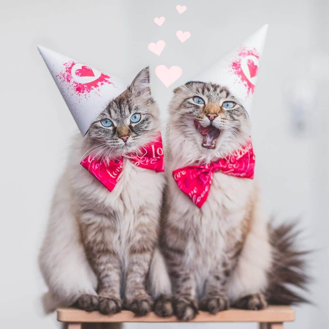 Holly Sissonのインスタグラム：「❤️❤️❤️ #Toronto #Siberiancat #hearts #valentines #cats (See more of Alice, Finnegan, and Oliver, on @pitterpatterfurryfeet) ~ Canon 1D X + 85 f1.2L II @ f1.2  See my bio for full camera equipment information plus info on how I process my images. 😊 ~  @bestmeow #bestmeow」