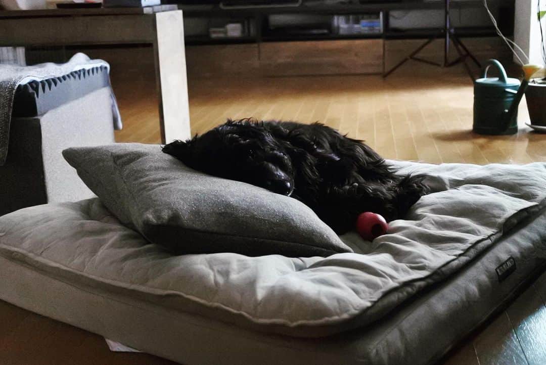 ともさんのインスタグラム写真 - (ともInstagram)「ルッちんはクッションの使い方が上手いな〜❤️ * #おもちゃをキープして寝落ち　#イングリッシュコッカースパニエル　#ルッちん3歳　#englishcockerspaniel」2月10日 14時53分 - tomowithdog