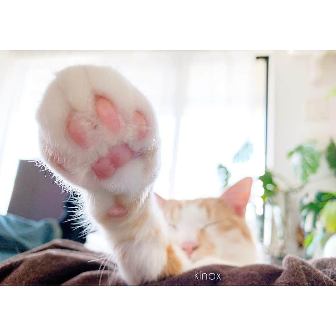 kinaxのインスタグラム：「. good afternoon(๑′ᴗ‵๑)☀in Japan, and good morning, good evening, good night for world friends! . 今日はいいお天気だけど 花粉がものすごいね🌲 . . 最近猫ゾーンを引き戸で仕切って 中で遊ばせてあげるのだけど 自分で開けられるようになってきたソル🐈 . まぁそのうち開けるだろうとは思っていたけど なかなかどうしてホラーな感じ！笑 . . それにしても本当よく伸びるねぇʕ •́؈•̀ ₎🐾 . わんこ基準が染み付いているから なかなかこの お餅体質が慣れないわぁ笑 . . この間はこの引き戸を開けているところを 覗いていたら 目測を誤っていたらしく おもいきり頬に猫パンチされたよʕ •́؈•̀ ₎ . そこそこ離れていても がっつり届くのね！！ 次から気をつけますーʕ •́؈•̀ ₎涙 . . みんなも楽しい1日を♡ . #猫バカ部 #ねこすたぐらむ #変な体勢で寝る #しびれないのかな #保護猫 #パステル兄弟 #ルナとソル #今日は珍しくソルだけ #にくきゅう #kinaxvideo 2020/02/10」