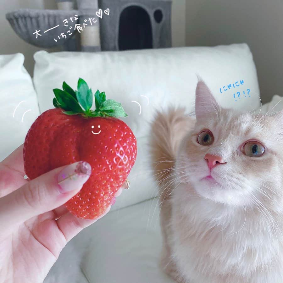 さぁやさんのインスタグラム写真 - (さぁやInstagram)「めーーーっちゃ﻿ 大きな巨大苺を食べた🍓﻿ ﻿ スーパー行くと﻿ 苺が手前に大体あるから﻿ ついつい買ってしまう🥰﻿ ﻿ フルーツ大好き！﻿ みんなはなにが好き？？﻿ ﻿ 苺狩り行きたいな〜🍓﻿ ﻿」2月10日 17時12分 - saaya831