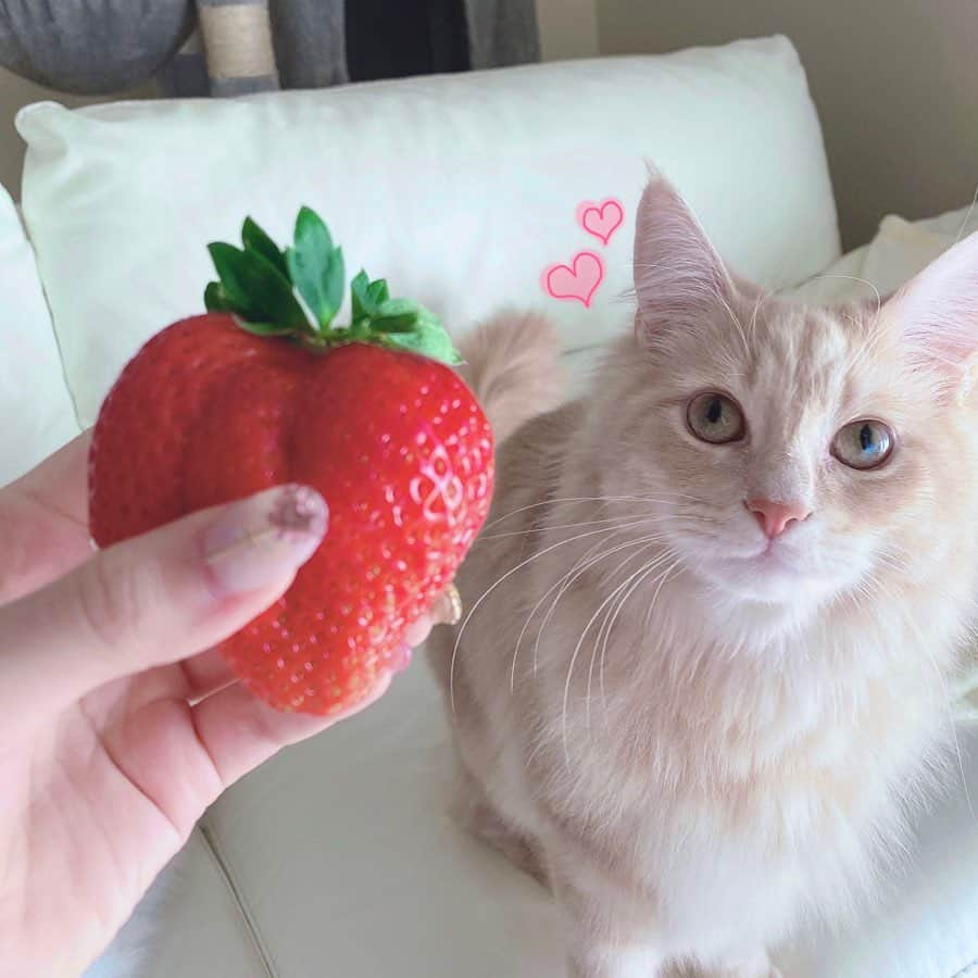 さぁやさんのインスタグラム写真 - (さぁやInstagram)「めーーーっちゃ﻿ 大きな巨大苺を食べた🍓﻿ ﻿ スーパー行くと﻿ 苺が手前に大体あるから﻿ ついつい買ってしまう🥰﻿ ﻿ フルーツ大好き！﻿ みんなはなにが好き？？﻿ ﻿ 苺狩り行きたいな〜🍓﻿ ﻿」2月10日 17時12分 - saaya831