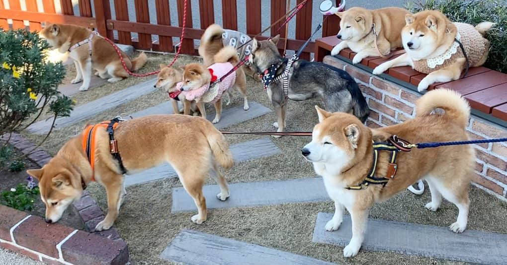 豆柴 サニーちゃんのインスタグラム