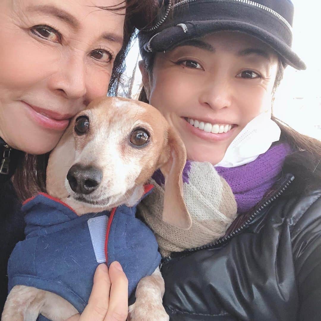 のインスタグラム：「今日からシンガポール出張なはずだったの、ウィルスのおかげでなくなったのだけど、 予定通りマミーにきなこを託しました〜😉 See you soon my baby 👋 💕 #kinako #mylove #ビーグルみたいなミニチュアダックス  #いつも本当にいい子 #黒田愛美」
