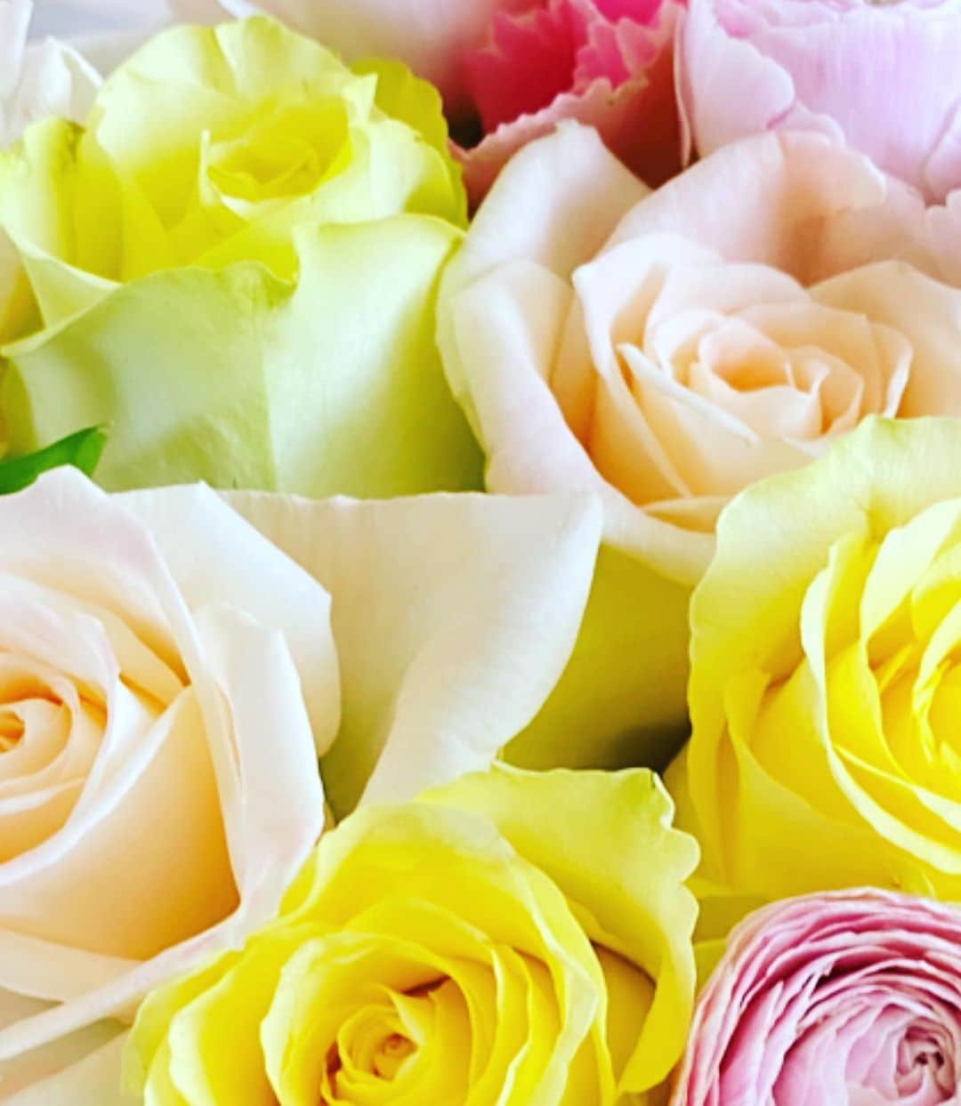 橋本麗香のインスタグラム：「💛💗💜🧡💚」